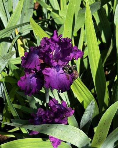A bearded iris in bloom on the grounds, a bee at its throat